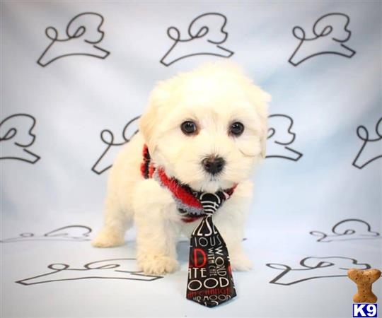 lvpuppyheaven Picture 3